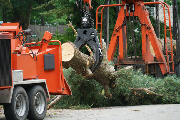 Best Storm Damage Tree Cleanup  in Williamston, MI