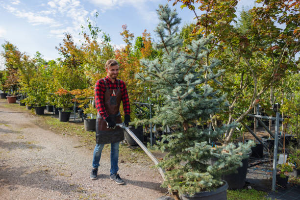 Reliable Williamston, MI  Tree Services Solutions